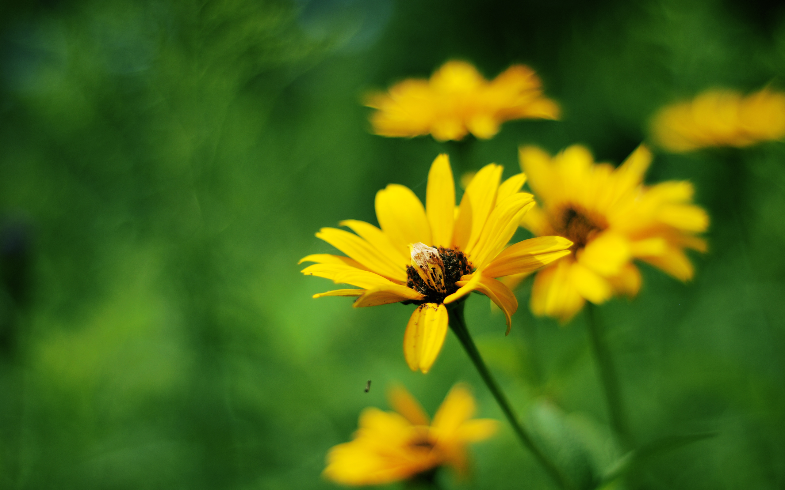 Yellow Summer Flowers227559971